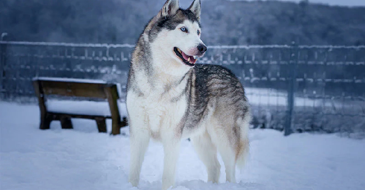 Siberian Husky mumbai
